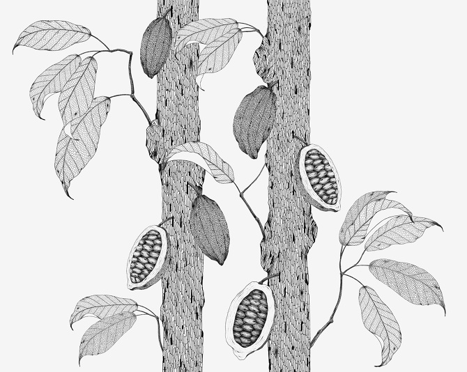 670x534 Cacao (Work In Process)