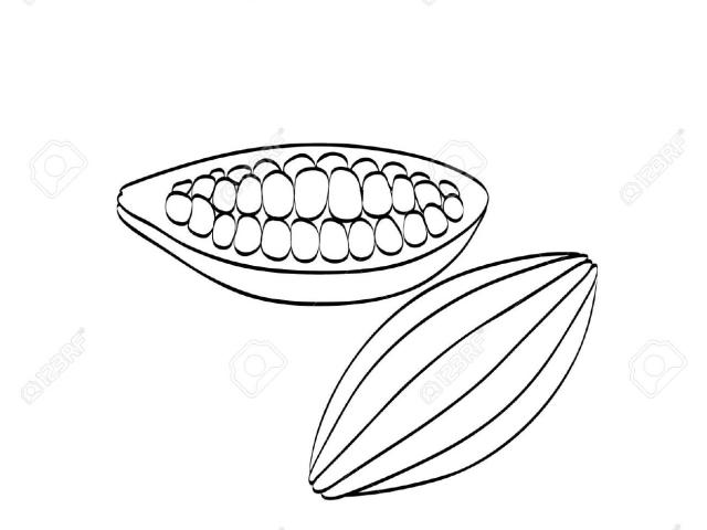 640x480 Cacao Clipart Cocoa Plant