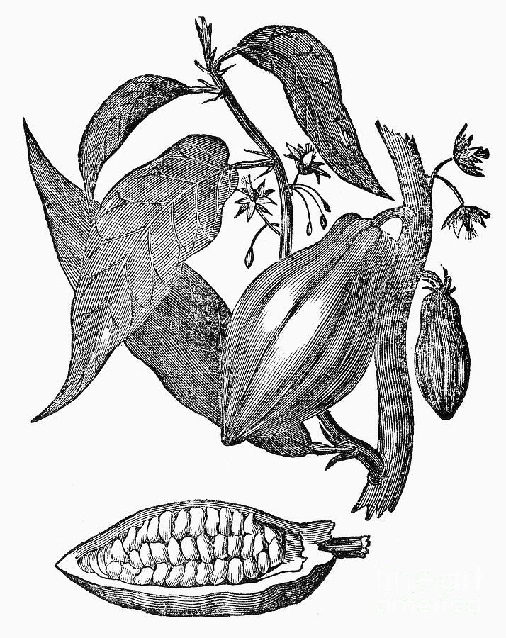 714x900 Cacao Photograph By Granger