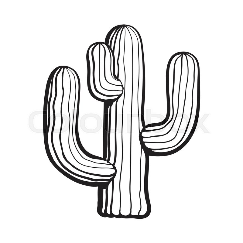 800x800 Traditional Mexican Tequila Cactus, Black And White Sketch Style