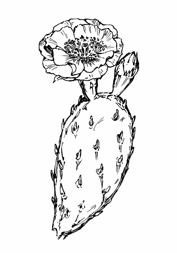 702x1000 Prickly Pear Cactus Flower Drawing