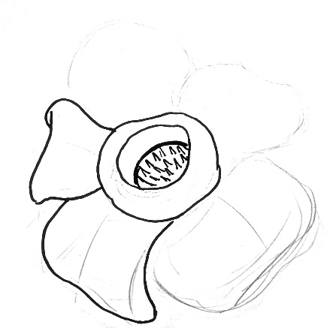333x328 How To Draw A Rafflesia