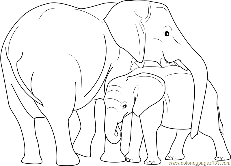 800x577 Indian Elephant With Calf Coloring Page