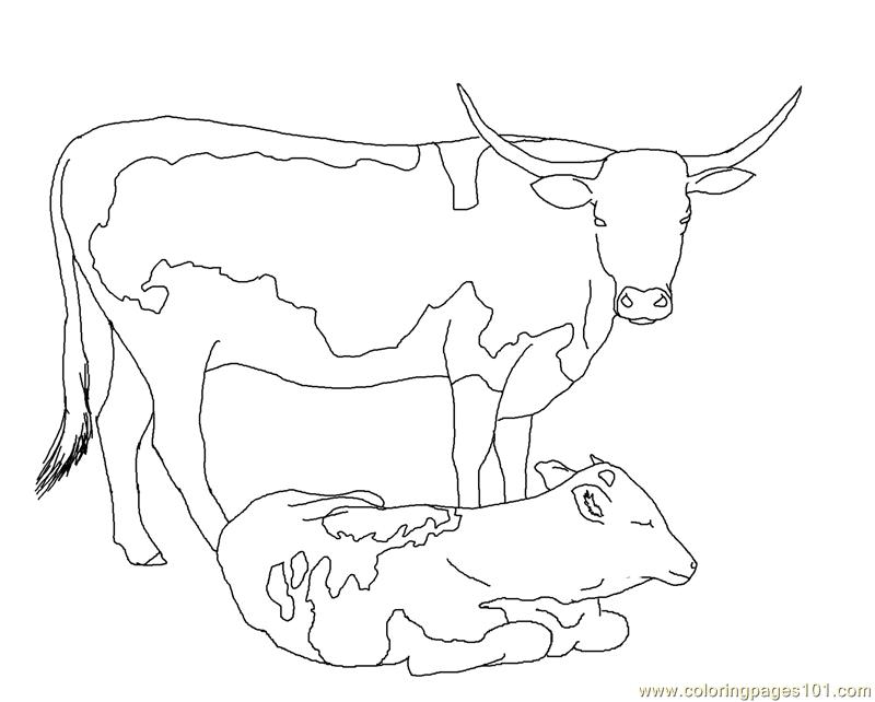 800x642 Longhorn Cow Calf Coloring Page