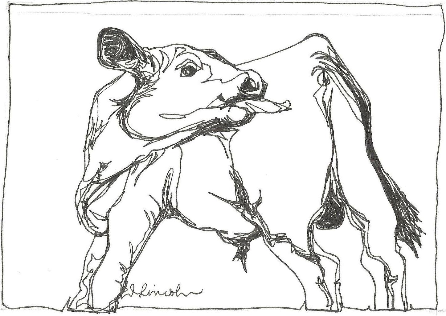 1447x1027 Now Or Never Abbey's New Calf