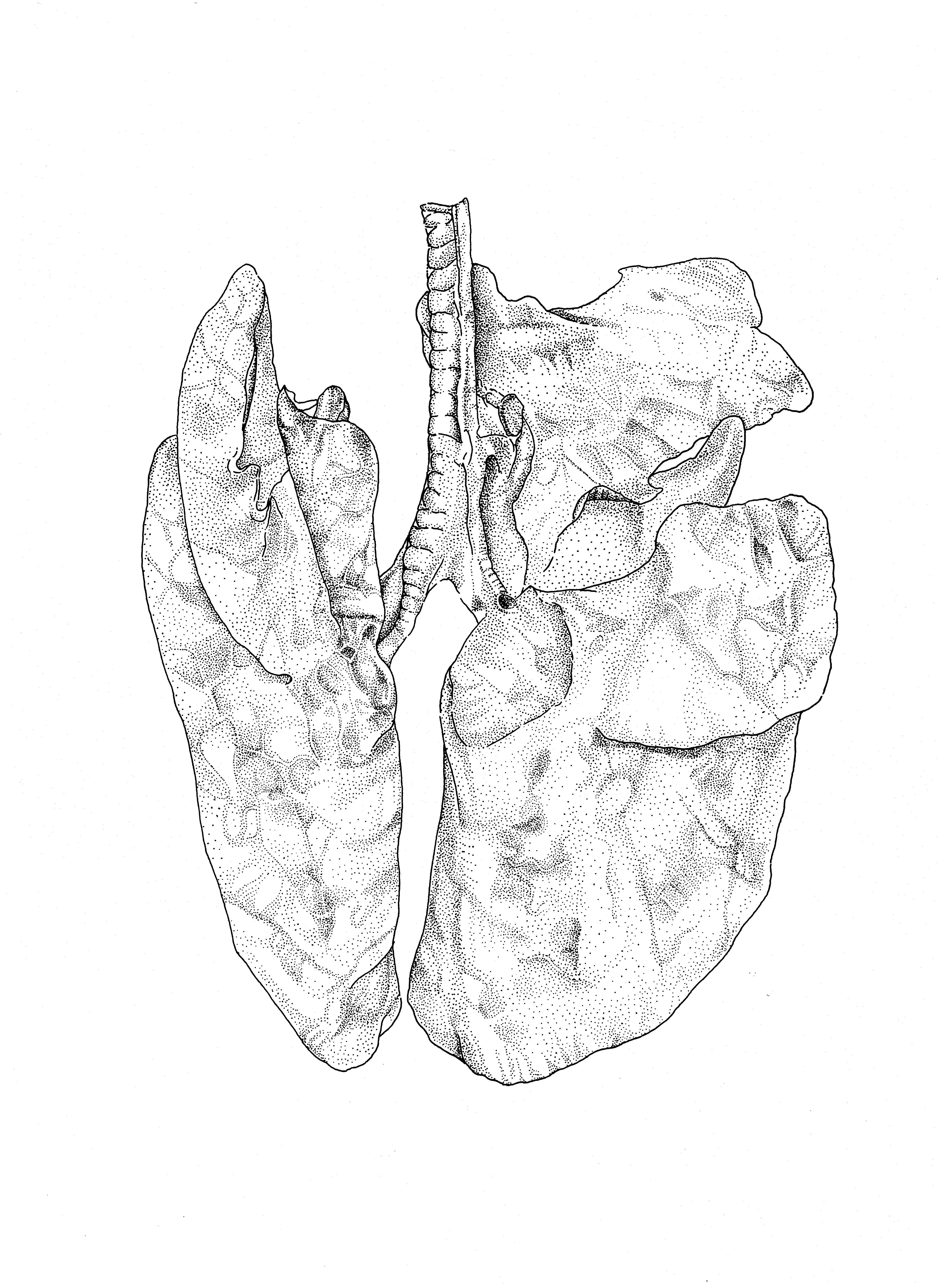 5038x6792 Anatomical Drawing Lungs Of A Calf Ovam
