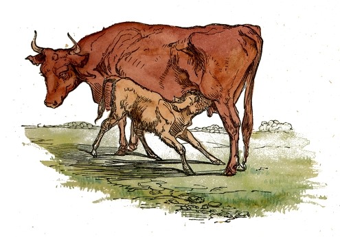 495x345 Mother Amp Calf Drawing