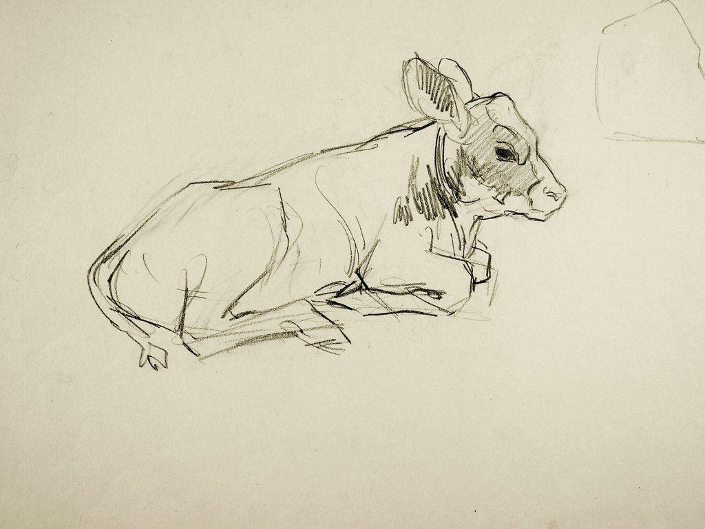 1024x768 Pencil Study Of Calf Drawing Artifax Antiques Amp Design