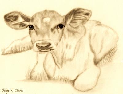 400x306 My First Drawing Of A Calf