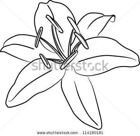 450x436 Drawn Lily Outline