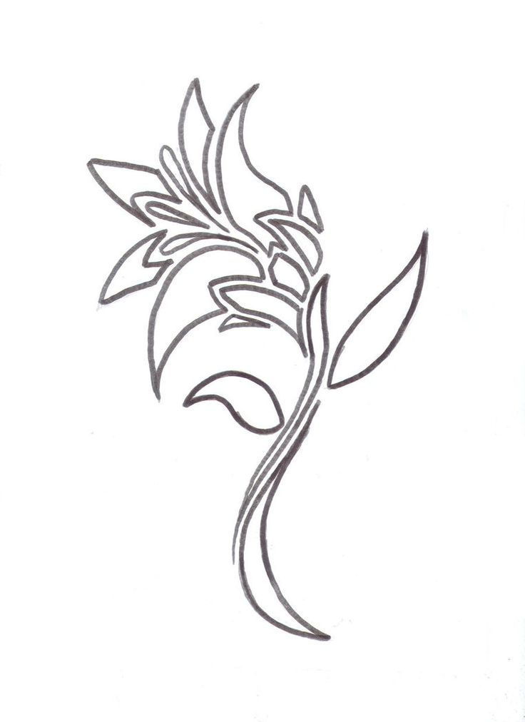 736x1012 Flower Outline Tattoo Designs Images On Simple Calla Lily Drawing