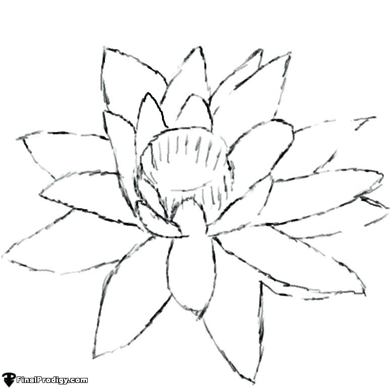 773x768 24 Astonishing Lily Outline Calla Drawing Lily Pad Clipart Outline