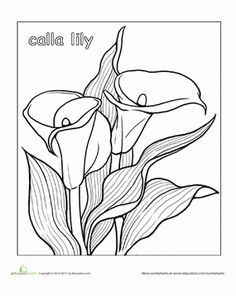 236x296 How To Draw Calla Lillies 5 Steps (With Pictures) Arts