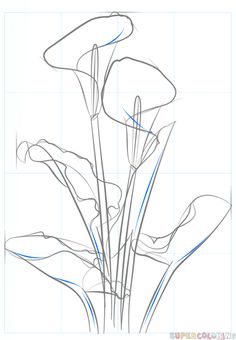 236x340 Image Result For Line Drawing Of Calla Lily Tattoos