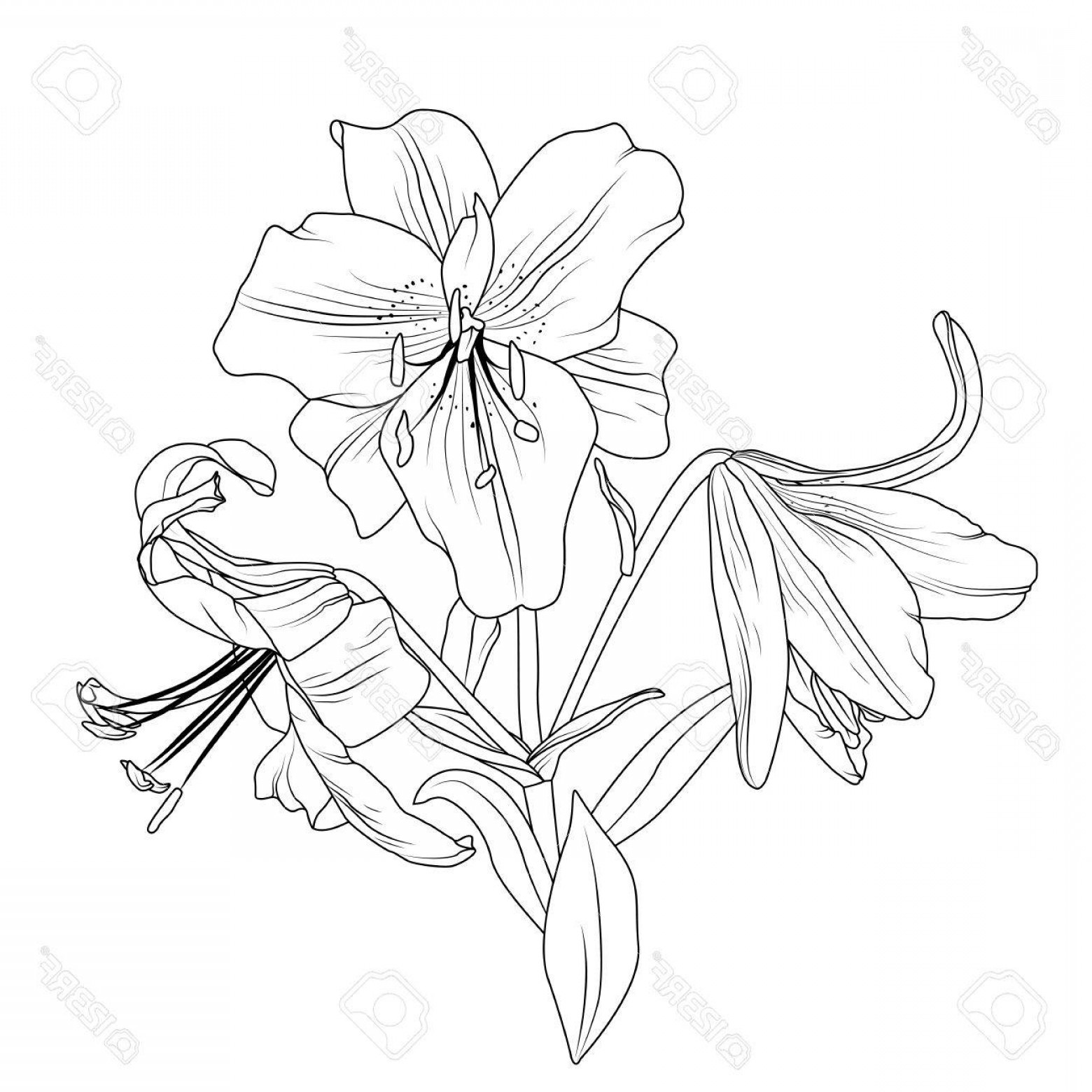 1560x1560 Lily Flower Vector Sketch Arenawp
