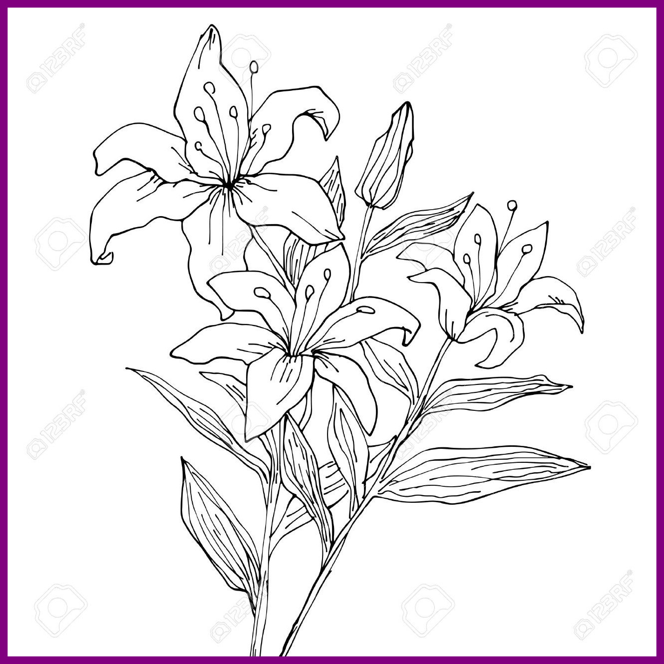 1330x1330 Shocking Lily Flower Drawing Outline Tiger Coloring Pages