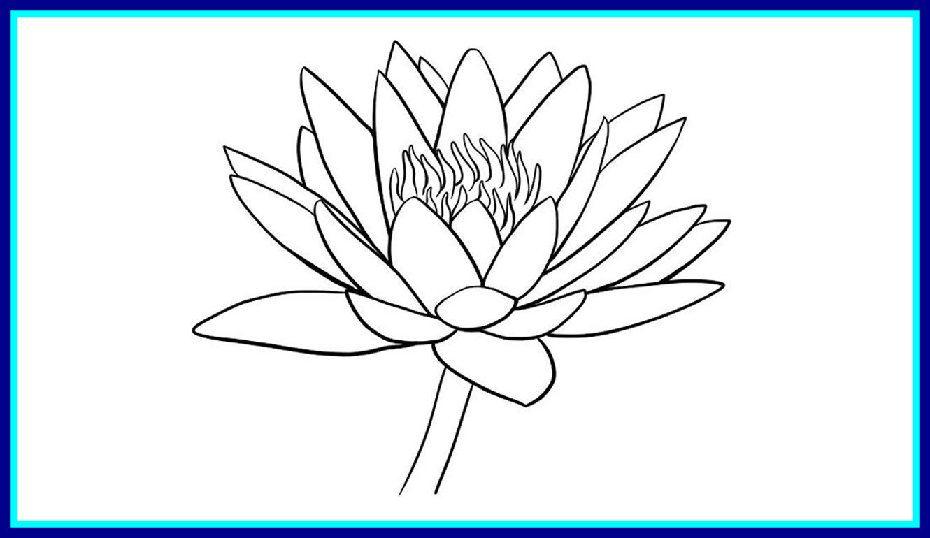 1330x770 Marvelous Stargazer Lilies Drawing At Getdrawings For Personal Use