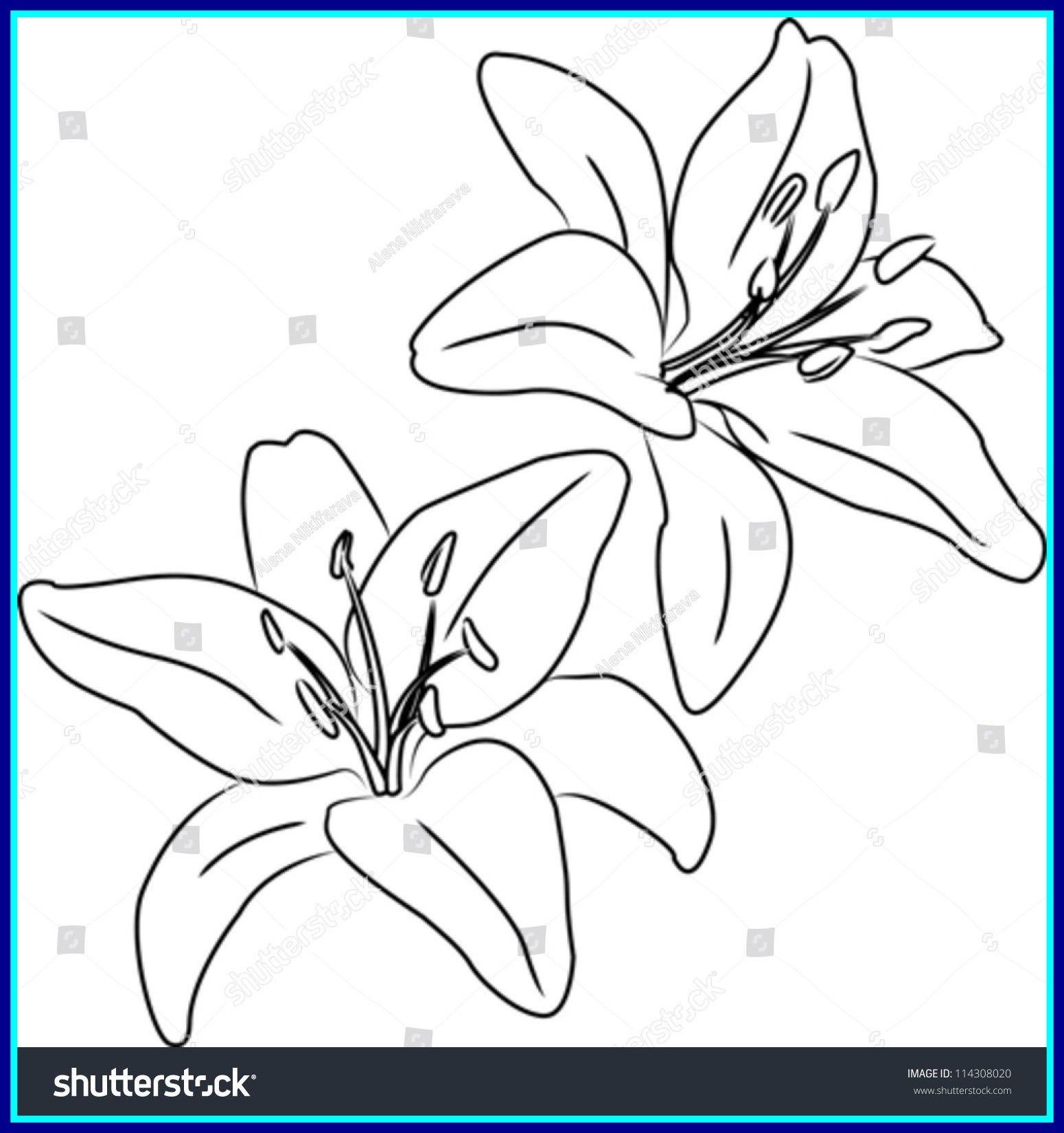 1550x1650 Shocking Two Blooming Asiatic Lilies Vector Sketch Outline