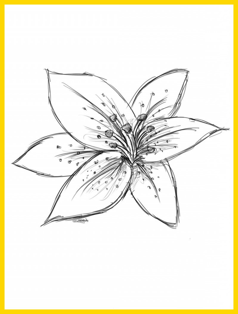 798x1054 Appealing Lily Drawing Outline At Getdrawings For Personal Use
