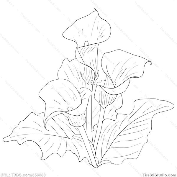 600x600 Calla Lily Clipart Lilly