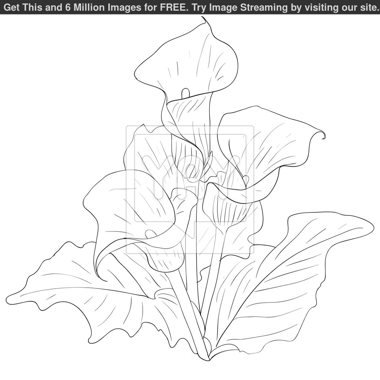 1210x1210 Calla Lily Drawing Pattern