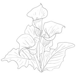 250x250 Collection Of Calla Lily Drawing Pattern High Quality, Free