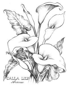 236x298 Cala Lillies In Pencil Calla Lily Botanical Botanik