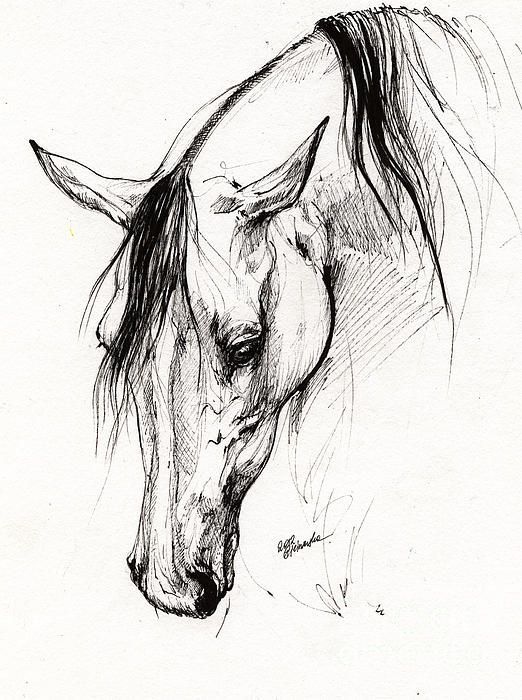 522x700 Arabian Horse Ink Drawing 6 Canvas Print Canvas Art By Angel