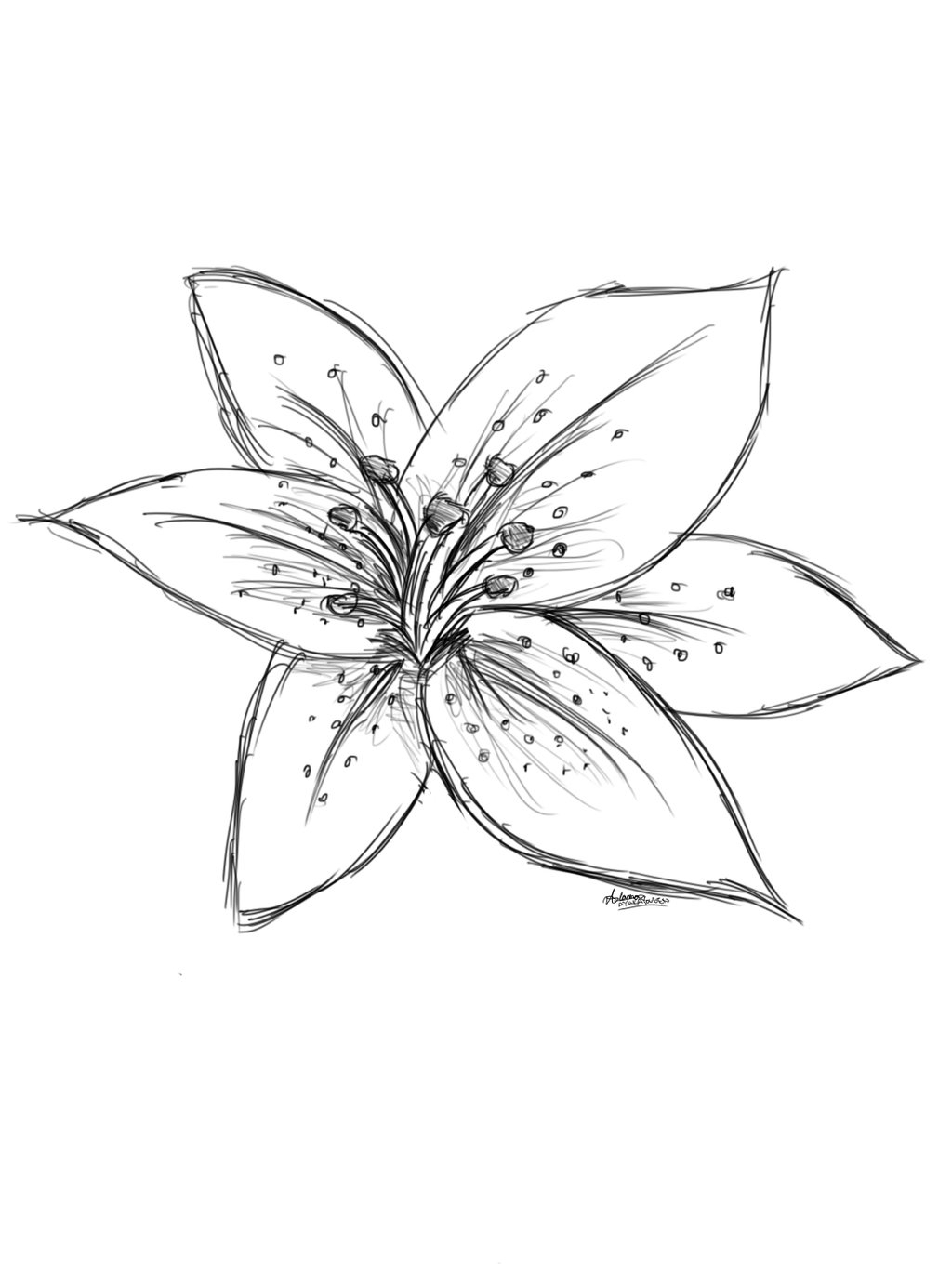 1024x1365 Black And White Lily Drawing Tiger Lily Drawing Canvas