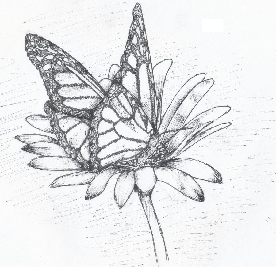 900x881 Butterfly And Flower Drawing Butterfly On A Flower Drawing Easy