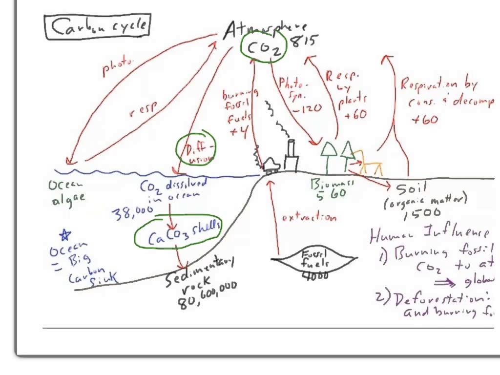 1024x768 Apes Carbon Cycle Review