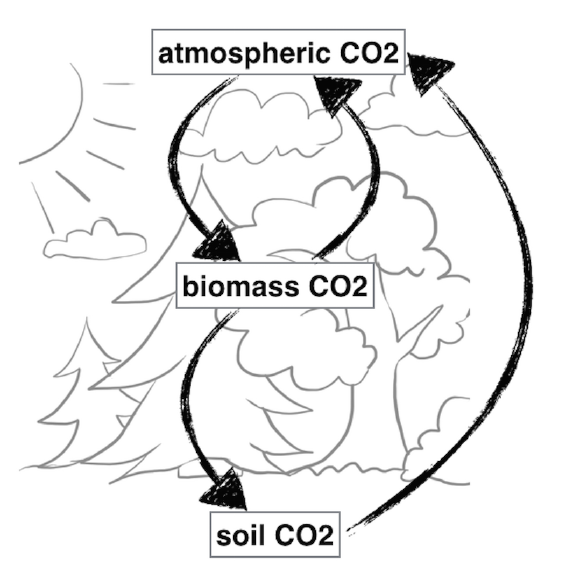 566x576 Major Feedbacks Of The Carbon Cycle In The Soil Plant Atmosphere