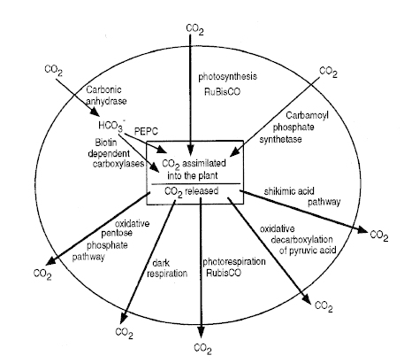 457x410 Some Of The Carbon Cycle Biochemistry Occurring Within Forest