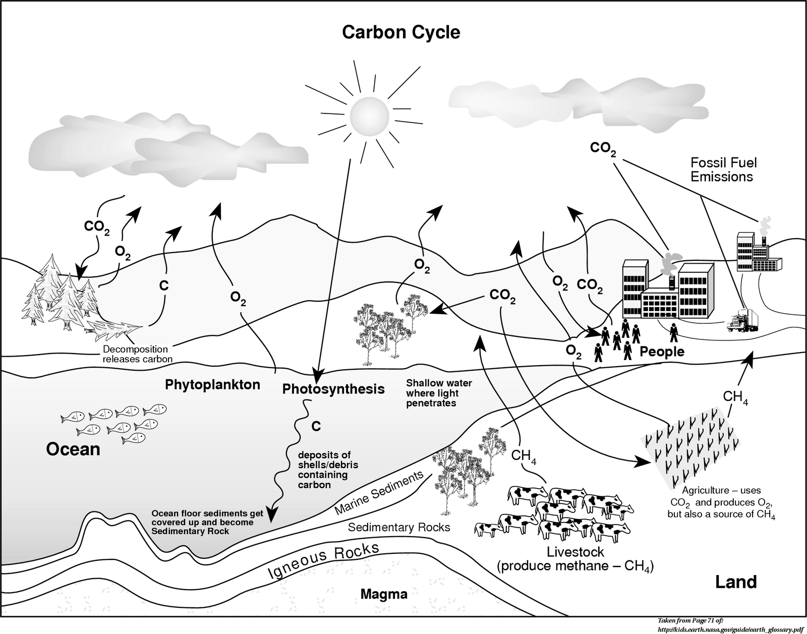 1600x1257 Carbon Cycle Diagram Blank