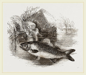 300x263 Carp Drawings Fine Art America