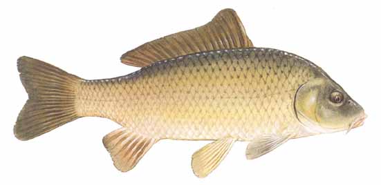 551x268 Common Carp (Cyprinus Carpio)