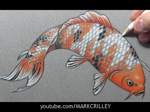 480x360 Drawing Time Lapse Koi Fish (Carp)