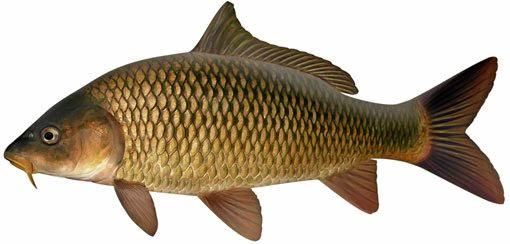 510x244 Gallery Carp,