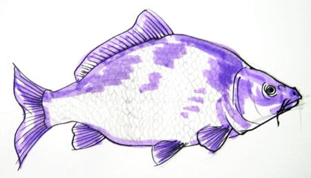450x258 How To Draw A Carp