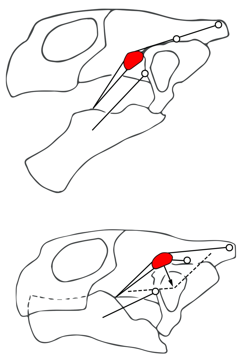 850x1247 Movements Of The Transiliens Cartilage (In Red) In Turtles
