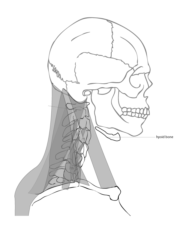 600x800 Paint Draw Paint, Learn To Draw Drawing Basics Anatomy