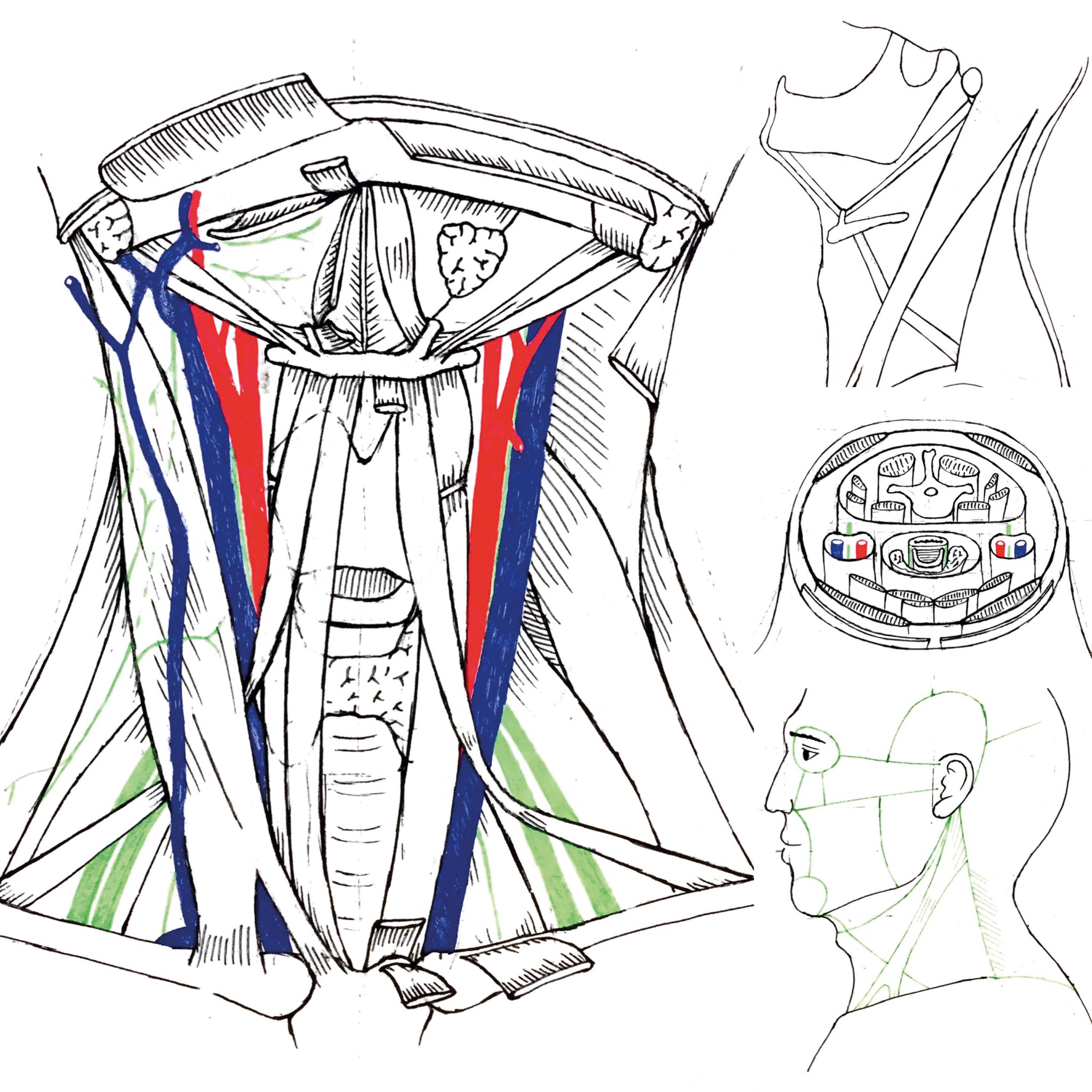 3413x3413 Teaching Students Head And Neck Anatomy Through The Art Of Drawing