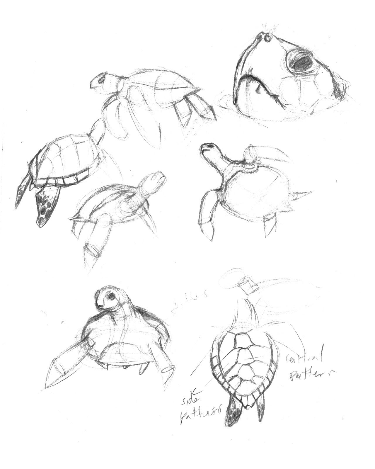 1280x1600 The Green Turtle Is One Of The Largest Sea Turtles And The Only