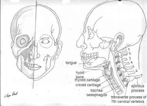 500x363 Wetcanvas Artsschool Online Basic Anatomy L2