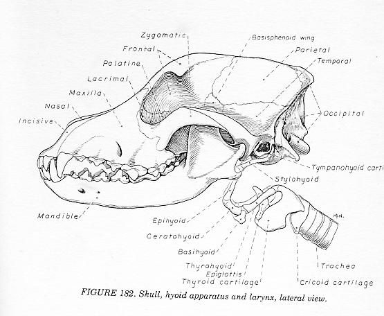 555x456 Dog Head Draw Animals Draw Animals