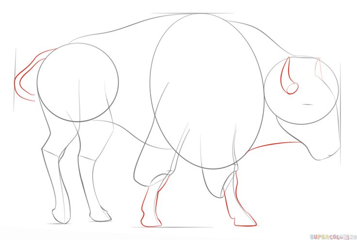 736x496 29 Best How To Draw Buffalo's And Bison Images