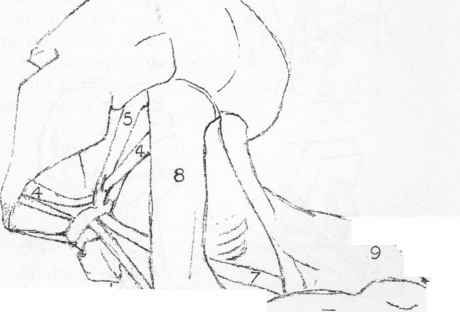 460x312 Anatomical Drawings Shoulder Cartilage Anatomy Drawing Neck