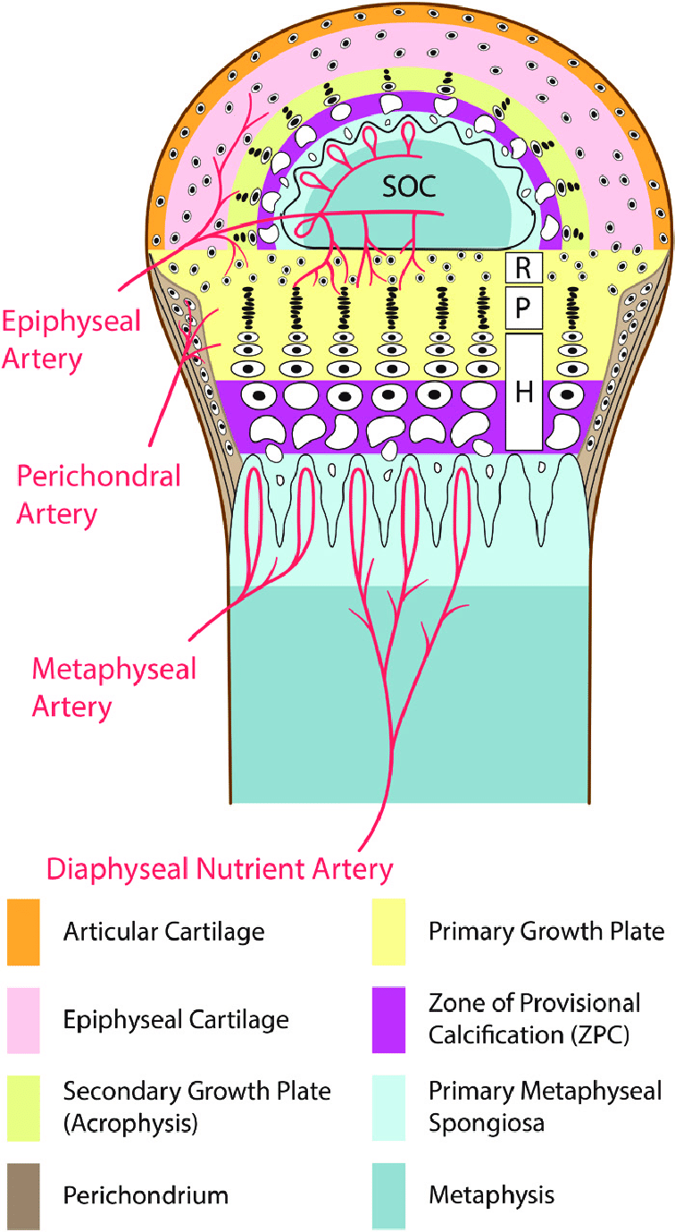756x1378 Drawing Illustrates The Anatomy