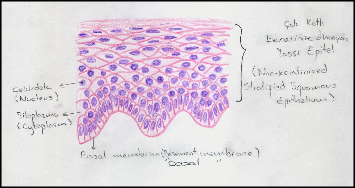 Cartilage Drawing at GetDrawings | Free download