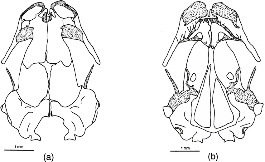 850x519 Chiropterotriton Dimidiatus Skull. Drawings Of Dorsal (A)